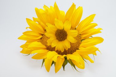 Beyaz arka plan üzerinde izole ayçiçeği