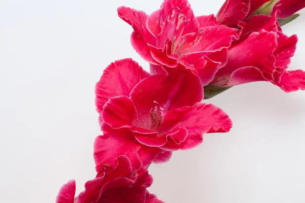 Piros gladiolus izolált fehér — Stock Fotó