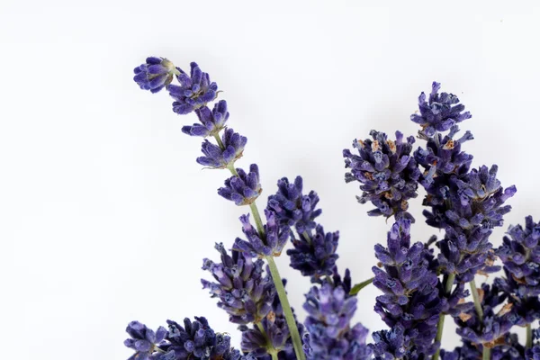 Lavanda isolata su fondo bianco — Foto Stock