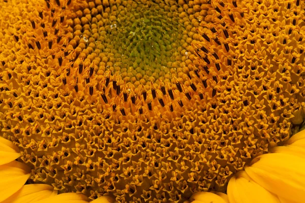 Medio de girasol Primer plano —  Fotos de Stock