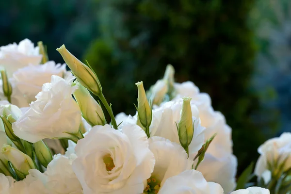 Białe róże — Zdjęcie stockowe