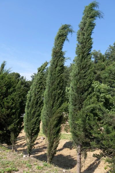 Paesaggio idilliaco con cipresso — Foto Stock