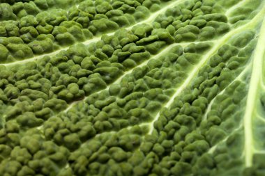 Bir doku olarak taze lahana yaprağı