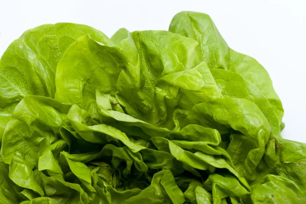 Fresh green Lettuce salad isolated on white background — Stock Photo, Image