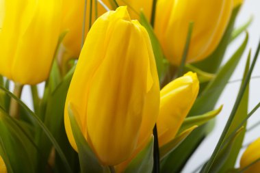 Beyaz arkaplanda izole edilmiş sarı laleler