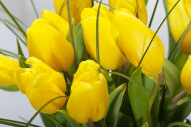 Beyaz arkaplanda izole edilmiş sarı laleler