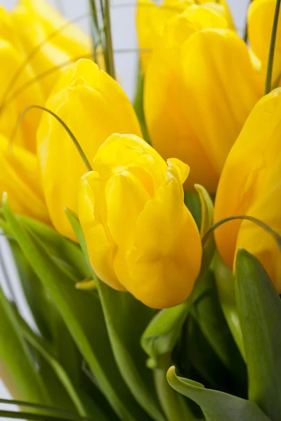 Tulipani gialli isolati su sfondo bianco — Foto Stock