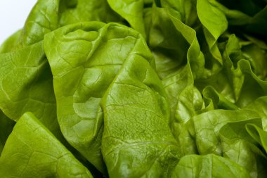 Beyaz arkaplanda taze yeşil marul salatası