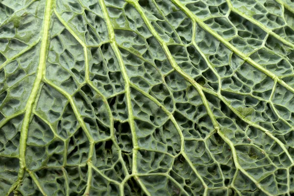 Hoja de col de col fresca como textura — Foto de Stock
