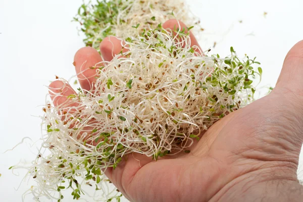 La dieta sana. Germogli freschi isolati su sfondo bianco — Foto Stock