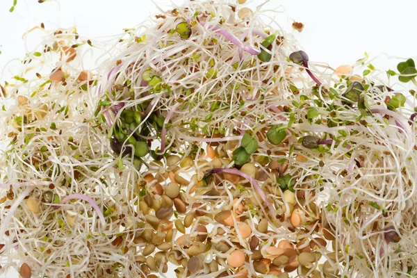 健康的な食事だ。白い背景に隔離された新鮮な芽 — ストック写真