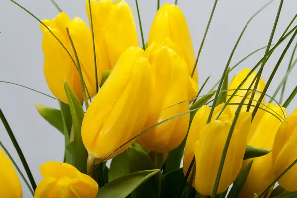 Yellow tulips isolated on white background — Stock Photo, Image