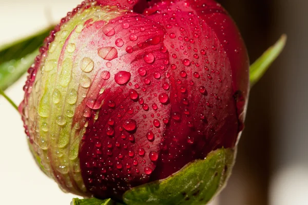 Bud of peony flower after rain — Stock Photo, Image