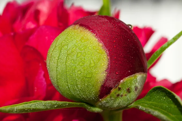 Bud de flor de peônia após a chuva — Fotografia de Stock