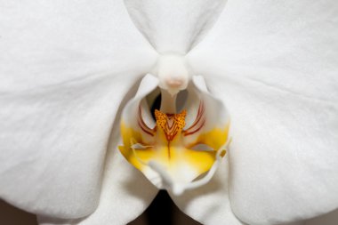 Beyaz orkide beyaza izole edilmiş.