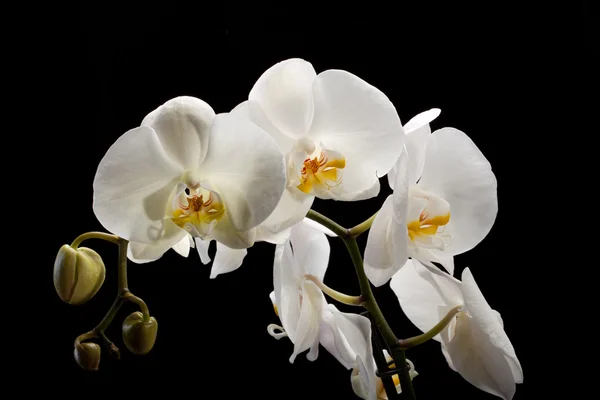 Vit orkidé isolerade på svart — Stockfoto