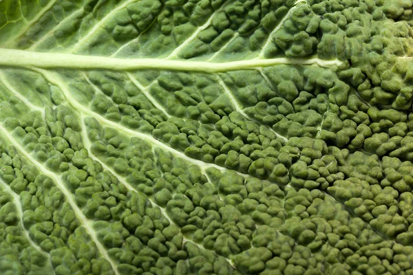 Свежий савойский лист капусты как текстура — стоковое фото