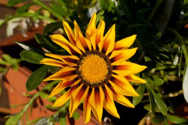 yağmur sonra güzel gazania çiçek