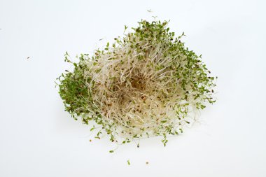 . Beyaz arka plan üzerinde izole taze Brüksel lahanası