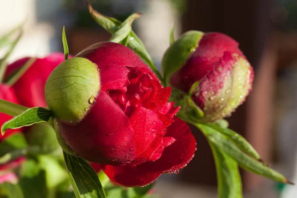 Gemme di fiore di peonia dopo la pioggia — Foto Stock