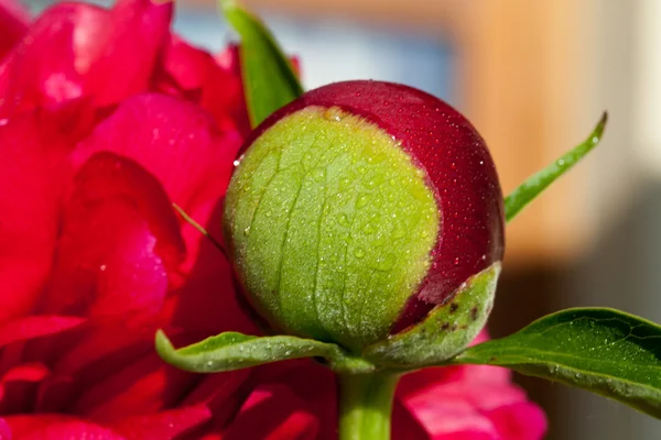 Bud av pion blomma efter regn — Stockfoto