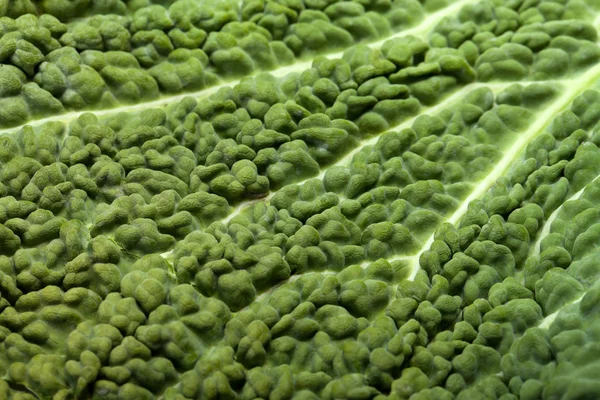 Hoja de col de col fresca como textura — Foto de Stock