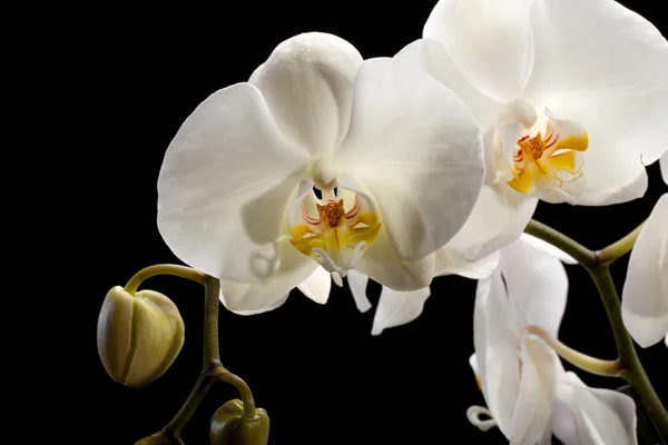 Weiße Orchidee isoliert auf schwarz — Stockfoto