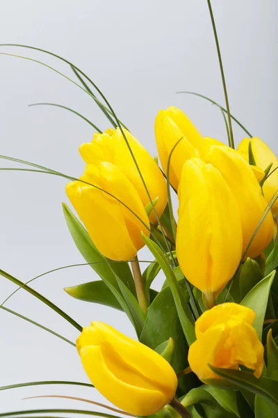 Žluté tulipány izolované na bílém pozadí — Stock fotografie