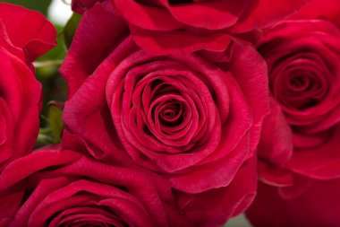 Kırmızı gül yakın plan.