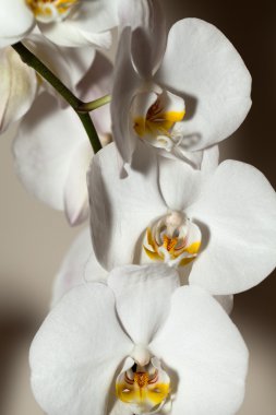 Beyaz Orkide
