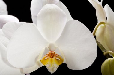 Beyaz Orkide