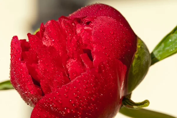 Bud av pion blomma efter regn — Stockfoto