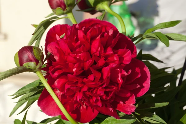 Yağmur sonra peony çiçek tomurcuğu — Stok fotoğraf