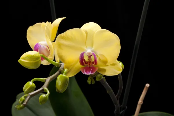 Yellow orchid isolated on black — Stock Photo, Image