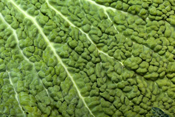 감촉 재료로서 싱싱 한 양배추 잎 — 스톡 사진