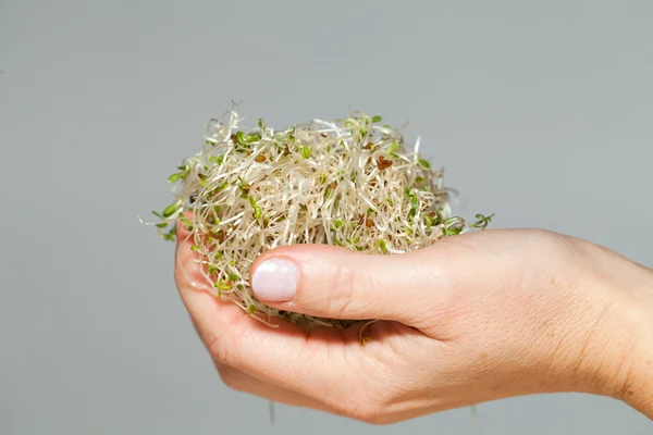 The healthy diet. Fresh sprouts — Stock Photo, Image