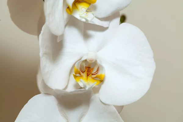 White orchid — Stock Photo, Image