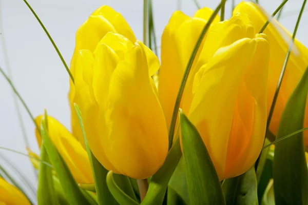 Tulipani gialli isolati su sfondo bianco — Foto Stock