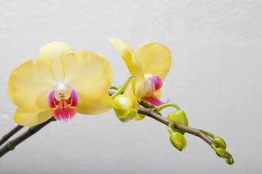 Sarı orkide beyaza izole edilmiş.
