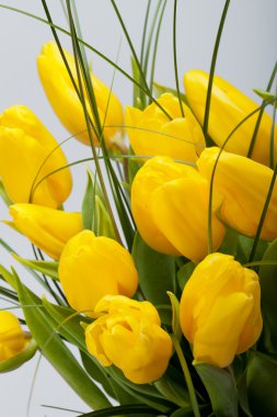 Beyaz arkaplanda izole edilmiş sarı laleler