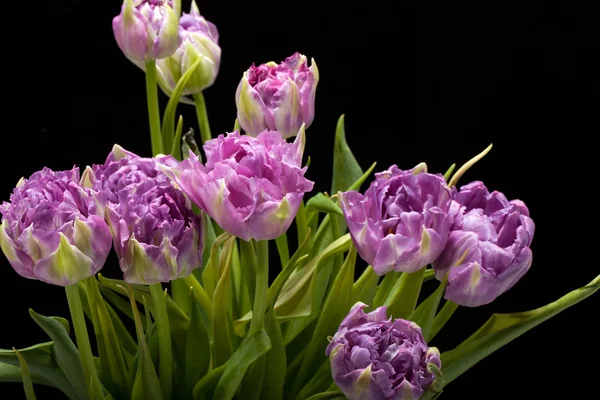 黒の上孤立した美しい紫チューリップ ハナビラタケ — ストック写真