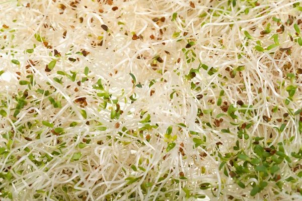 La dieta sana. Germogli freschi isolati su sfondo bianco — Foto Stock