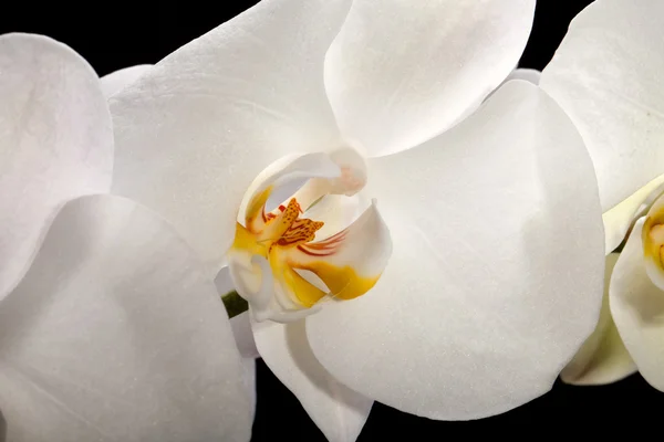 White orchid isolated on black — Stock Photo, Image