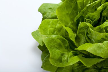 Beyaz arkaplanda taze yeşil marul salatası