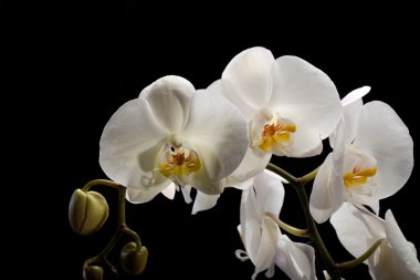 izole siyah üzerine beyaz orkide