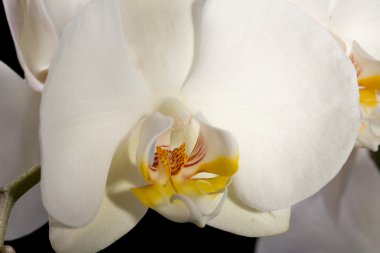 izole siyah üzerine beyaz orkide