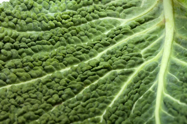 Hoja de col de col fresca como textura — Foto de Stock