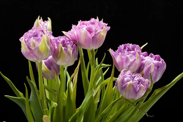 Красивые фиолетовые тюльпаны чипсы изолированы над черным — стоковое фото