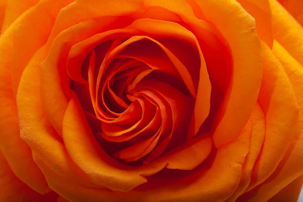 Orange single rose isolated on white background — Stock Photo, Image