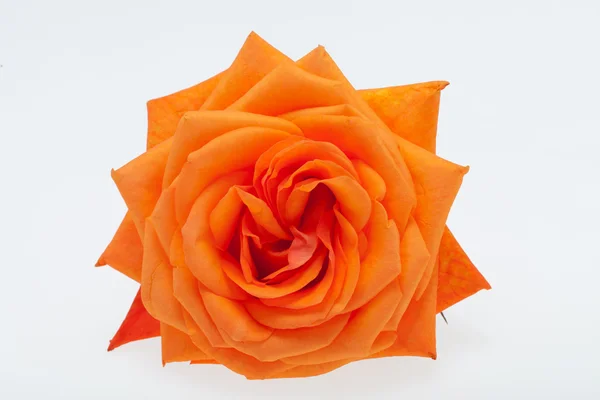 Oranžová jediné růže izolovaných na bílém pozadí — Stock fotografie